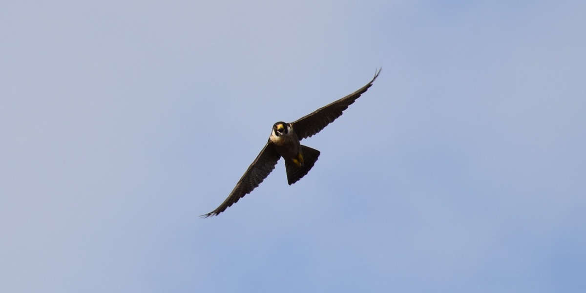 Vom Fliegen träumen und lernen zu fliegen